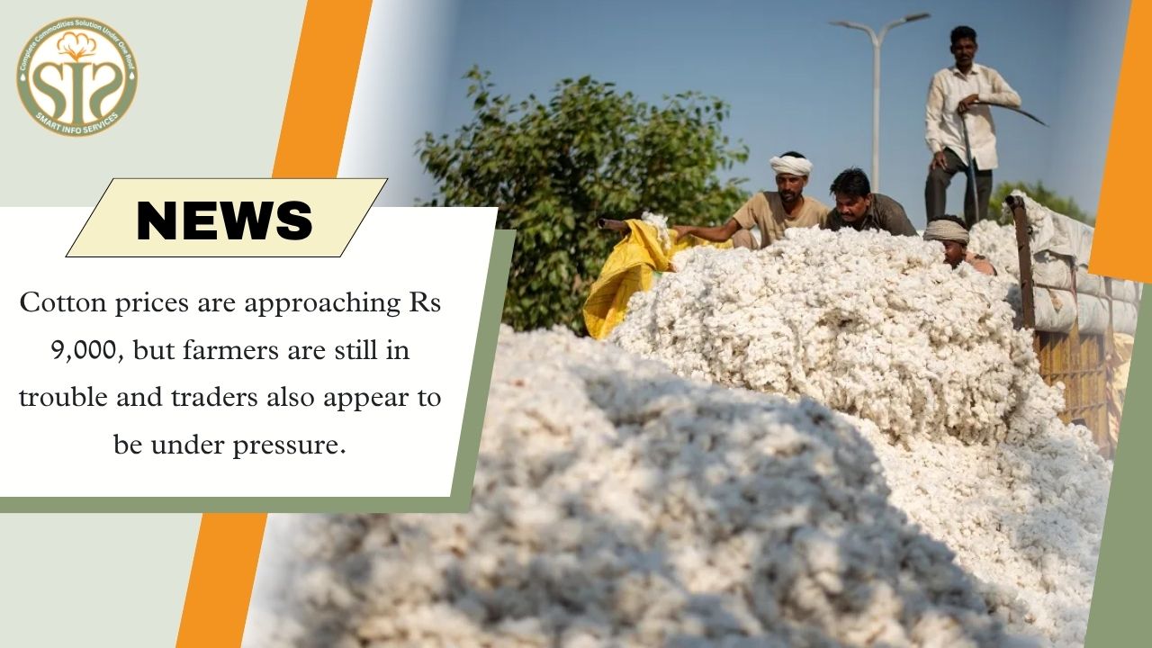 Cotton prices near Rs 9,000, yet farmers and traders face crisis