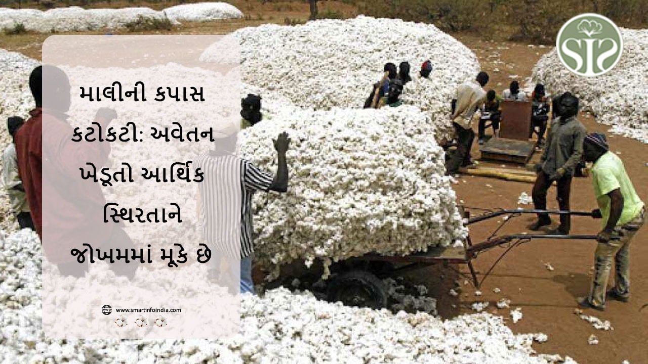 માલીની કપાસની કટોકટી: ખેડૂતોને ચૂકવણી ન થવાથી આર્થિક સ્થિરતા જોખમાય છે