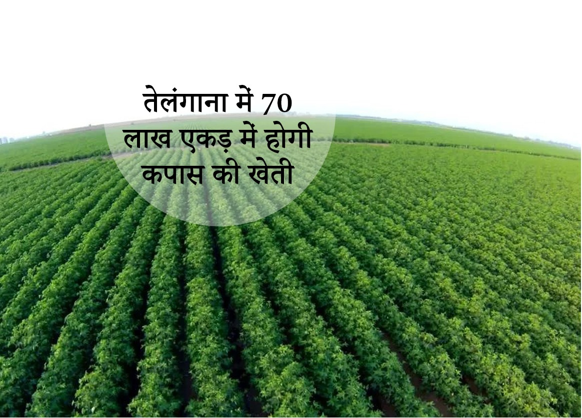 Cotton will be cultivated in 70 lakh acres in Telangana