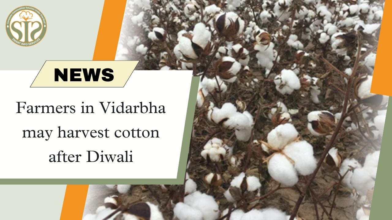 Cotton harvesting in Vidarbha after Diwali