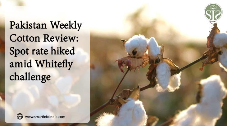 Pakistan Weekly Cotton Review: Spot rate rises amid whitefly challenge