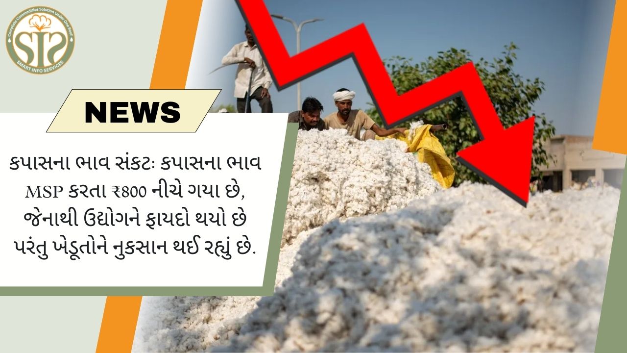 કપાસના ભાવમાં કટોકટી: MSP કરતાં 800 રૂપિયા નીચે, ખેડૂતોને નુકસાન