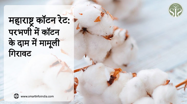 महाराष्ट्र कॉटन रेट: परभणी में कॉटन के दाम में मामूली गिरावट