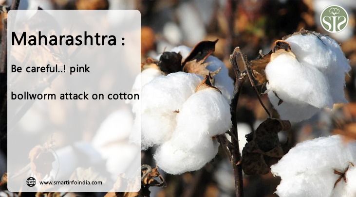 Maharashtra: Be careful..! pink bollworm attack on cotton