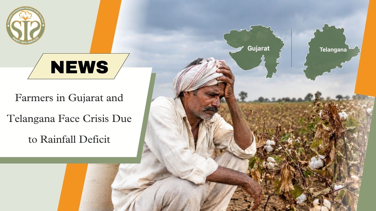 Rainfall Deficit Hits Gujarat, Telangana Farmers