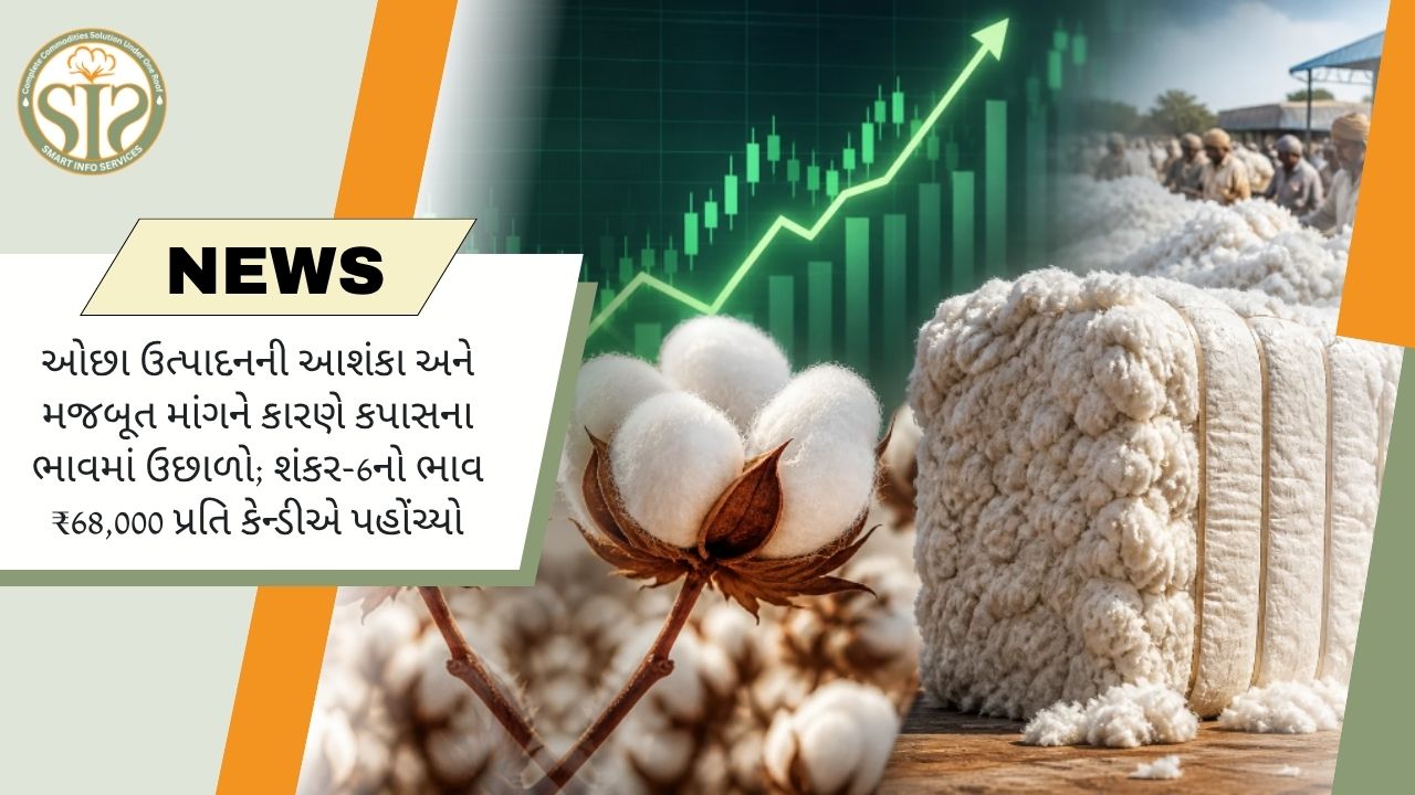 કપાસના ભાવમાં મોટો ઉછાળો