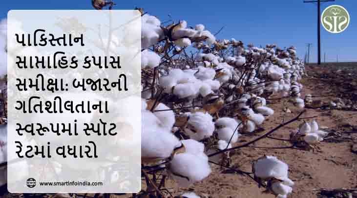 પાકિસ્તાન વીકલી કોટન રિવ્યુ: બજારમાં તેજીનું વલણ હોવાથી હાજર દરમાં વધારો
