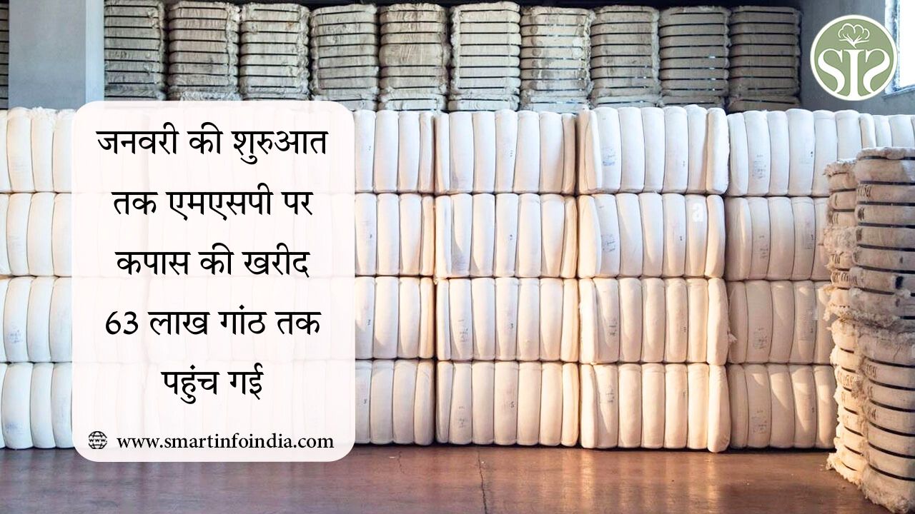 जनवरी की शुरुआत तक एमएसपी पर कपास की खरीद 63 लाख गांठ तक पहुंच गई