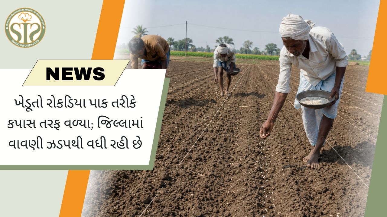 બ્યાવરમાં કપાસની ખેતી તરફ ખેડૂતોનો વધતો ઝુકાવ, વાવેતરમાં તેજી