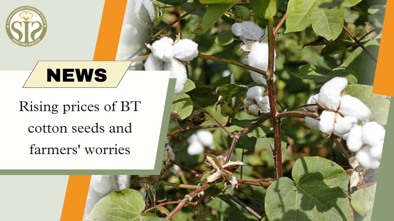 Expensive BT cotton seeds, farmers' worries increase