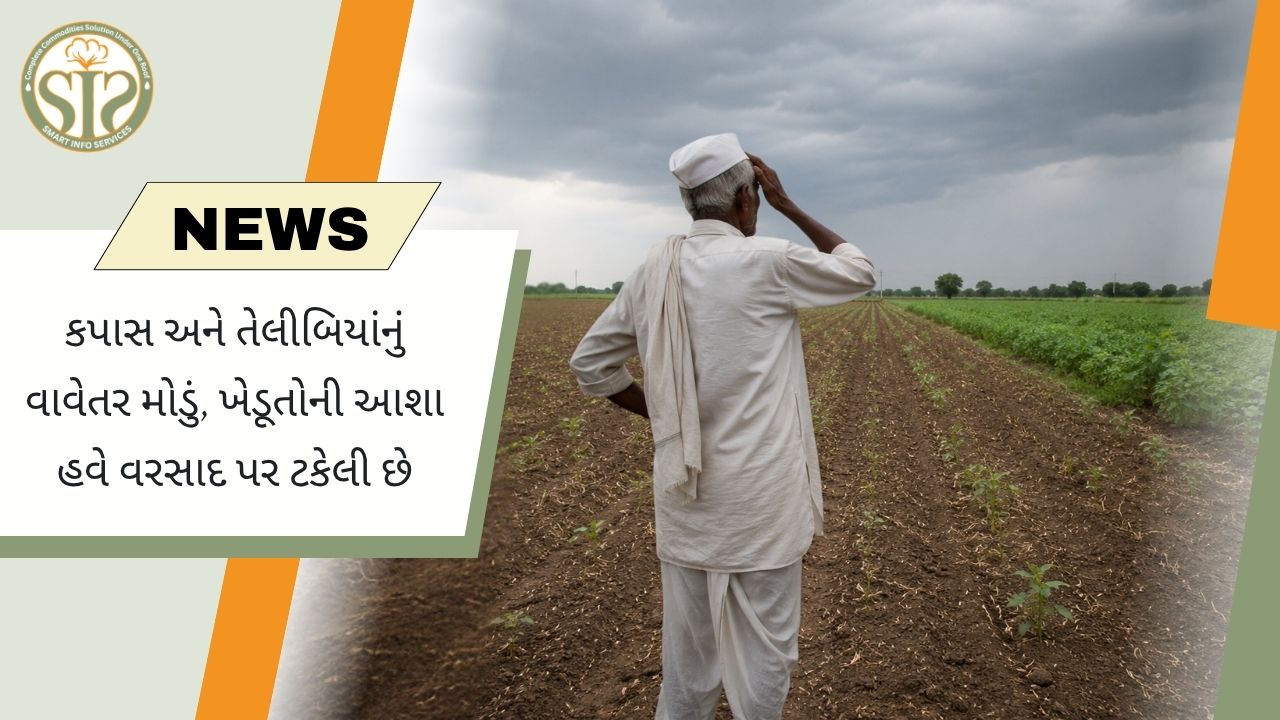 કપાસ અને તેલીબિયાંનું વાવેતર પાછળ