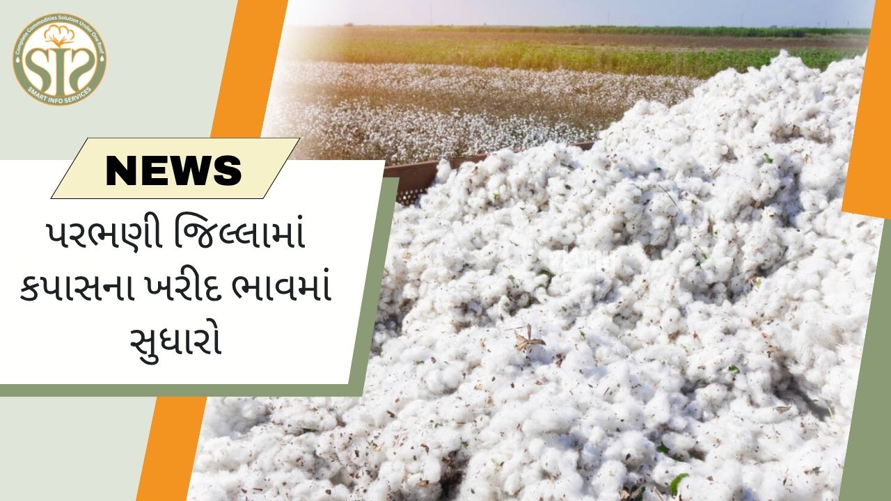 પરભણી જિલ્લામાં કપાસના ખરીદ ભાવમાં સુધારો થતાં ખેડૂતોને રાહત