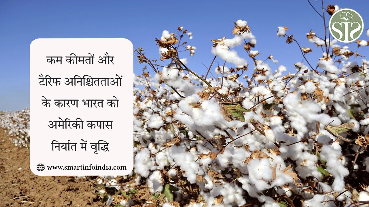कम कीमतों और टैरिफ अनिश्चितताओं के कारण भारत को अमेरिकी कपास निर्यात में वृद्धि