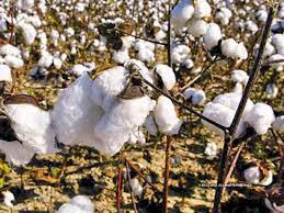 Small scale spinning mills decides to stop buying cotton