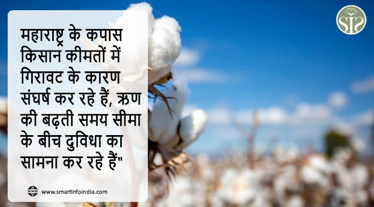 महाराष्ट्र के कपास किसान कीमतों में गिरावट के कारण संघर्ष कर रहे हैं, ऋण की बढ़ती समय सीमा के बीच दुविधा का सामना कर रहे हैं"