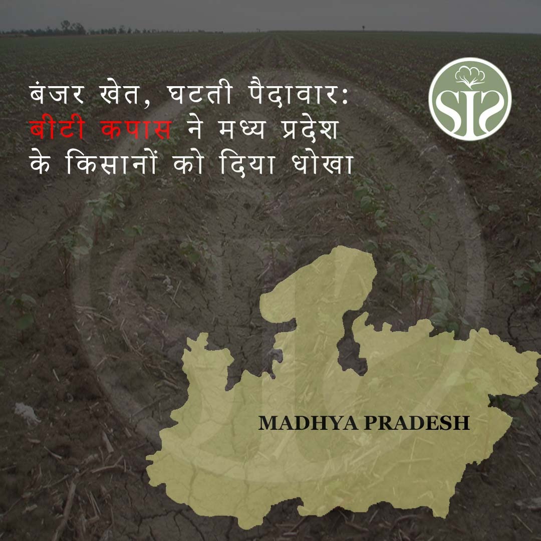 बंजर खेत, घटती पैदावार: बीटी कपास ने मध्य प्रदेश के किसानों को दिया धोखा