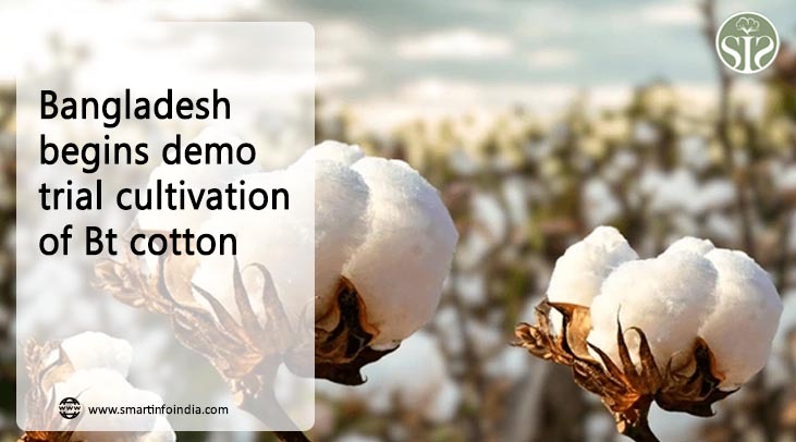 Bangladesh starts demo trial cultivation of BT cotton