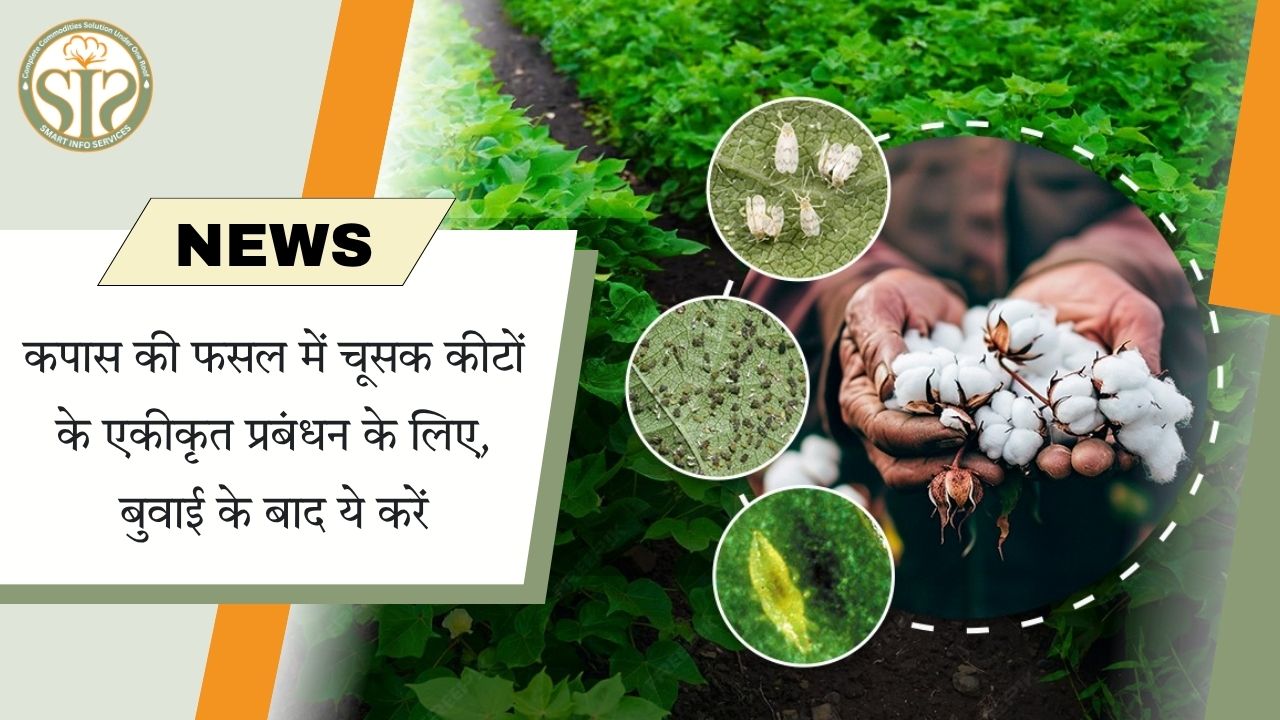 कपास में चूसक कीट प्रबंधन: बुवाई के बाद कदम