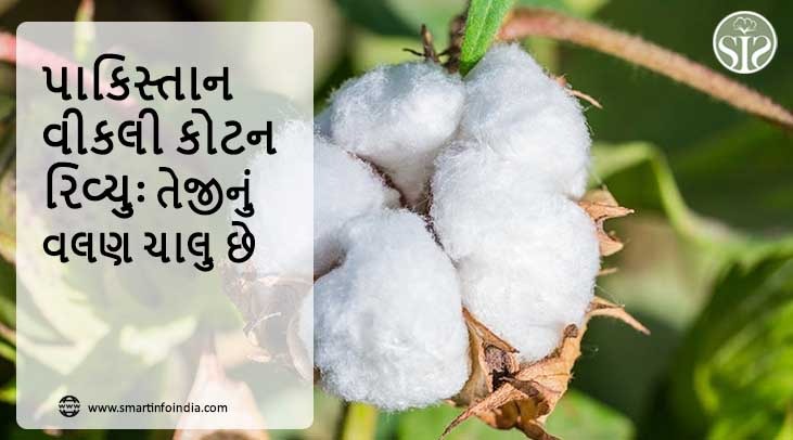 પાકિસ્તાન વીકલી કોટન રિવ્યુઃ તેજીનું વલણ ચાલુ છે