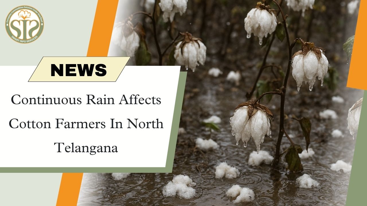 Rains in northern Telangana put cotton farmers in trouble