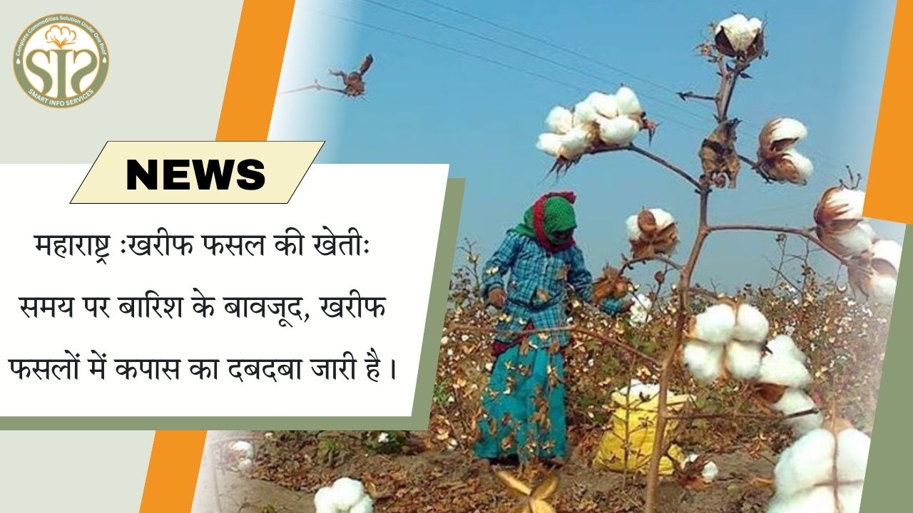 महाराष्ट्र खरीफ: बारिश के बावजूद कपास हावी