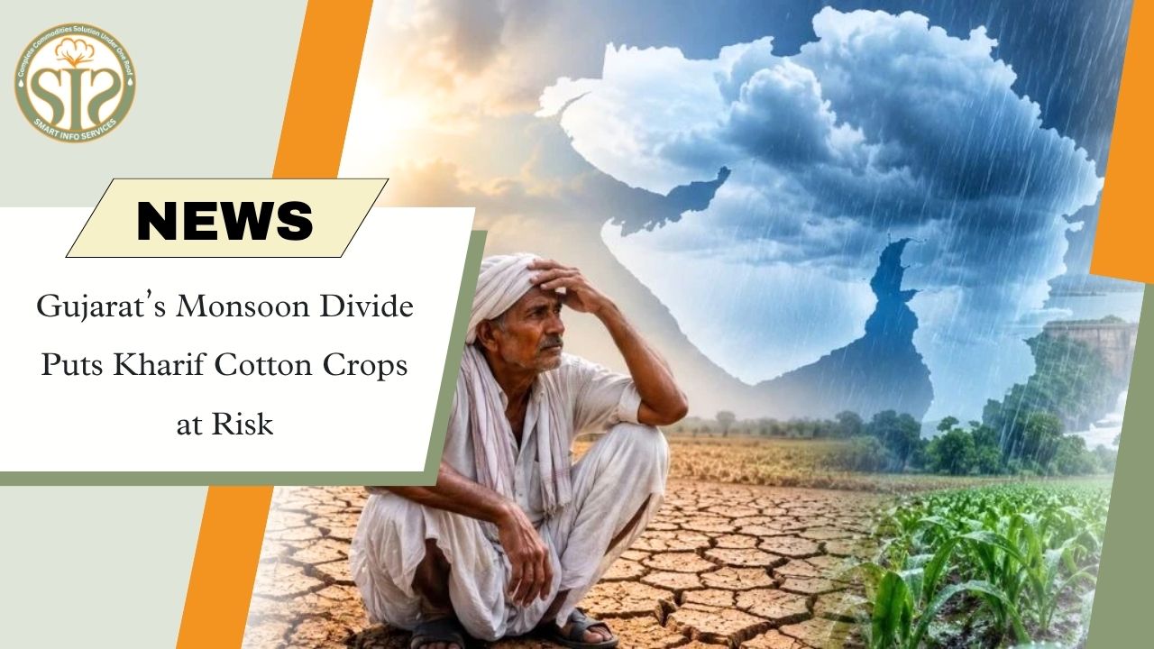Gujarat Monsoon Deficit Threatens Cotton