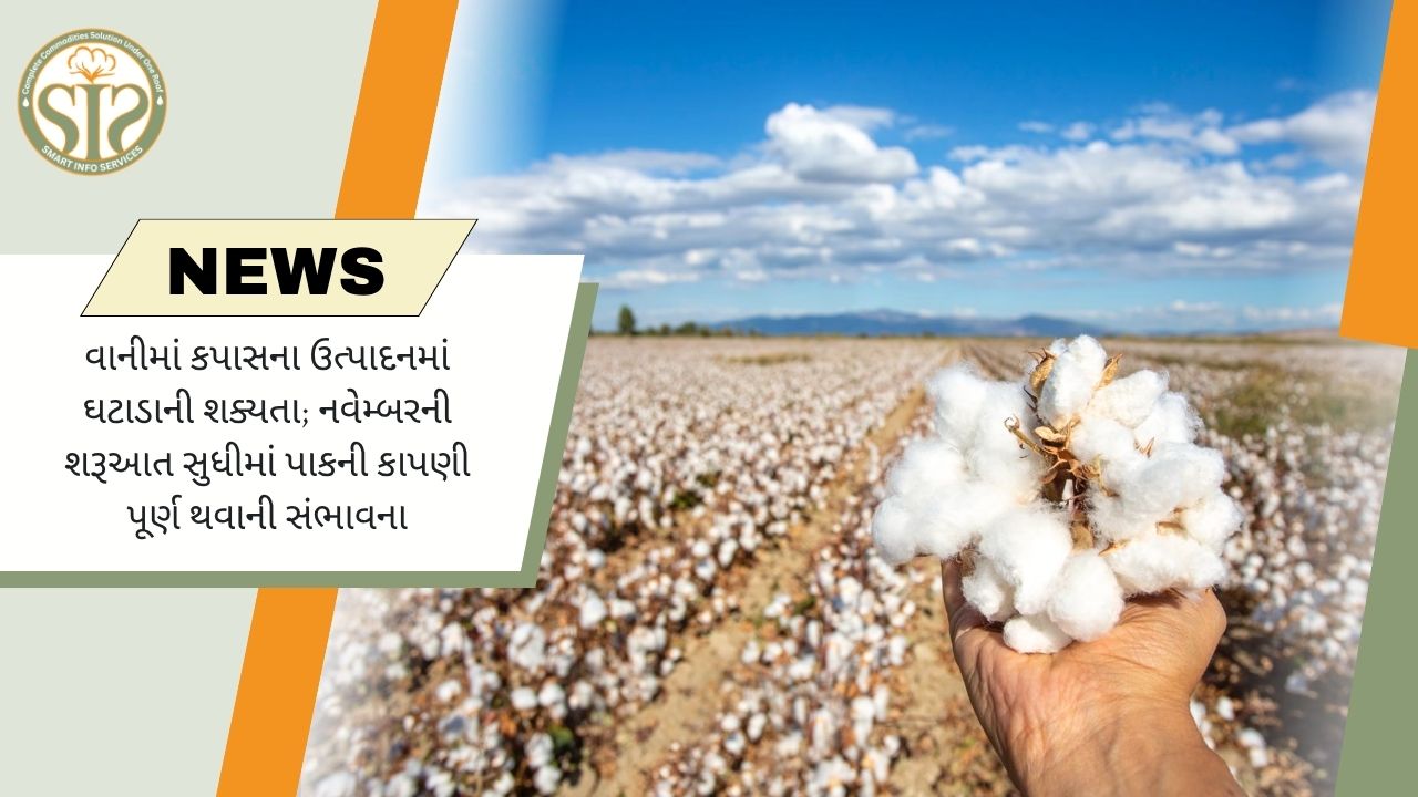 વાણીમાં કપાસનું ઉત્પાદન ઘટવાની શક્યતા