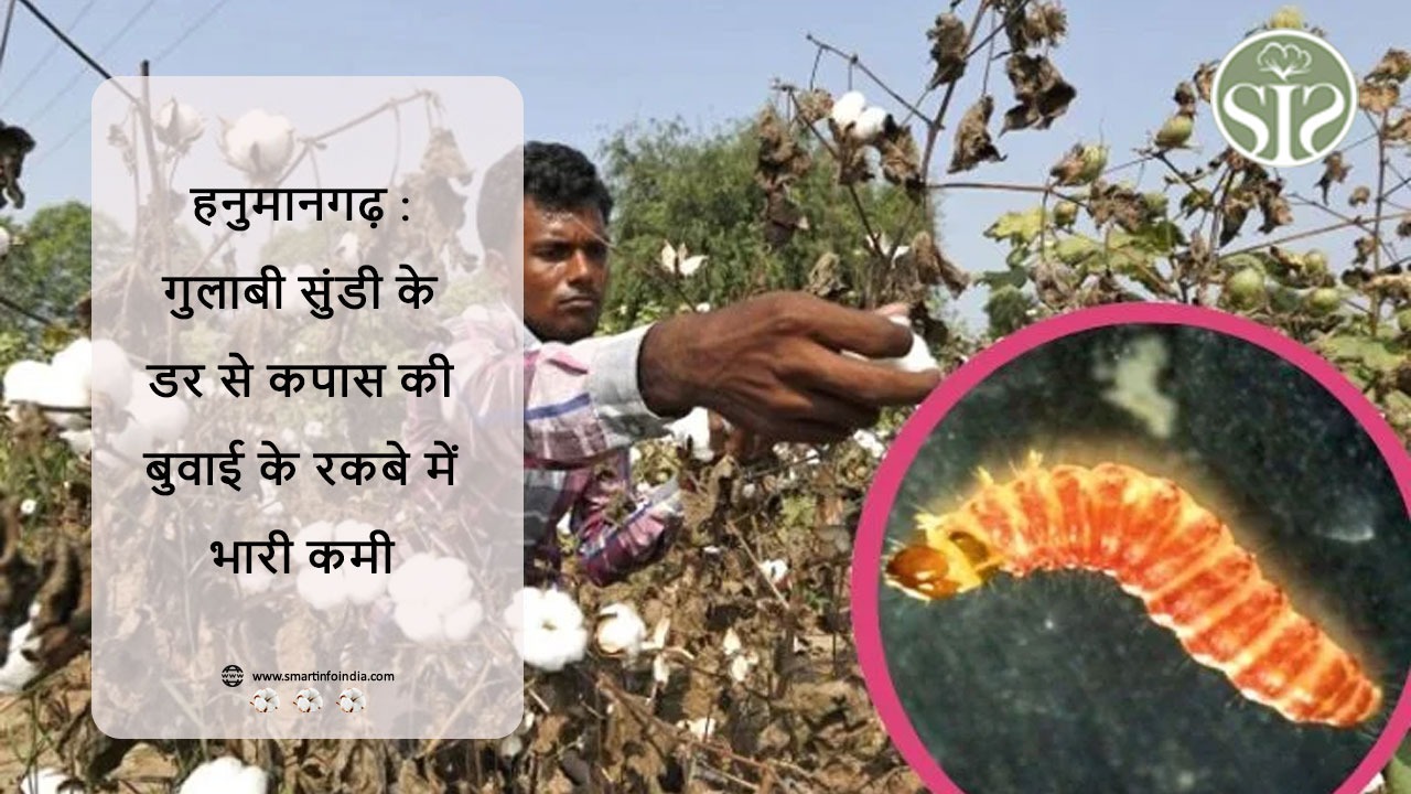 हनुमानगढ़ : गुलाबी सुंडी के डर से कपास की बुवाई के रकबे में भारी कमी