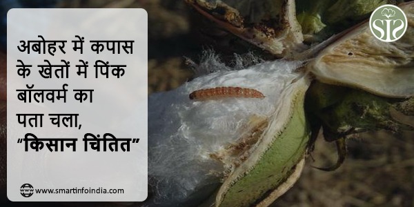 अबोहर में कपास के खेतों में पिंक बॉलवर्म का पता चला, किसान चिंतित