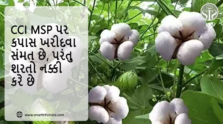 CCI MSP પર કપાસ ખરીદવા સંમત છે, પરંતુ શરતો નક્કી કરે છે