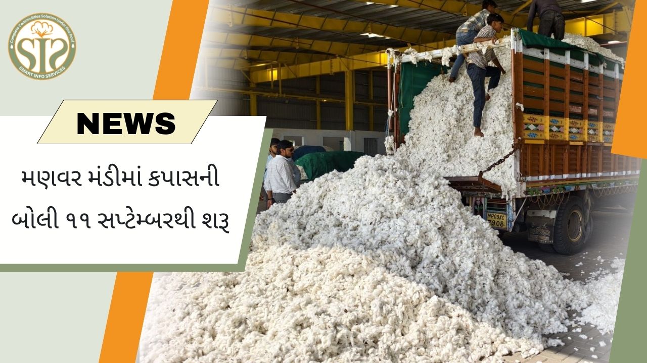 મનાવર મંડીમાં 11 સપ્ટેમ્બરથી કપાસની હરાજી