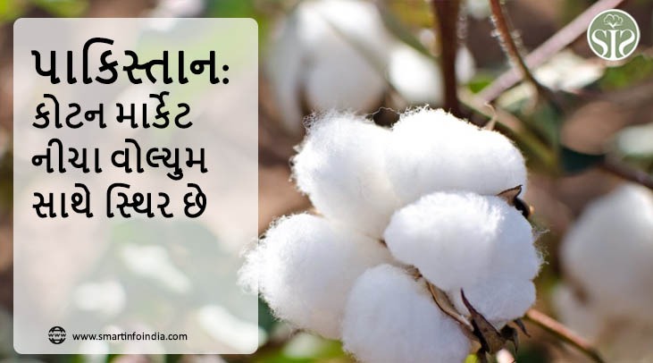 પાકિસ્તાન: કોટન માર્કેટ નીચા વોલ્યુમ સાથે સ્થિર છે