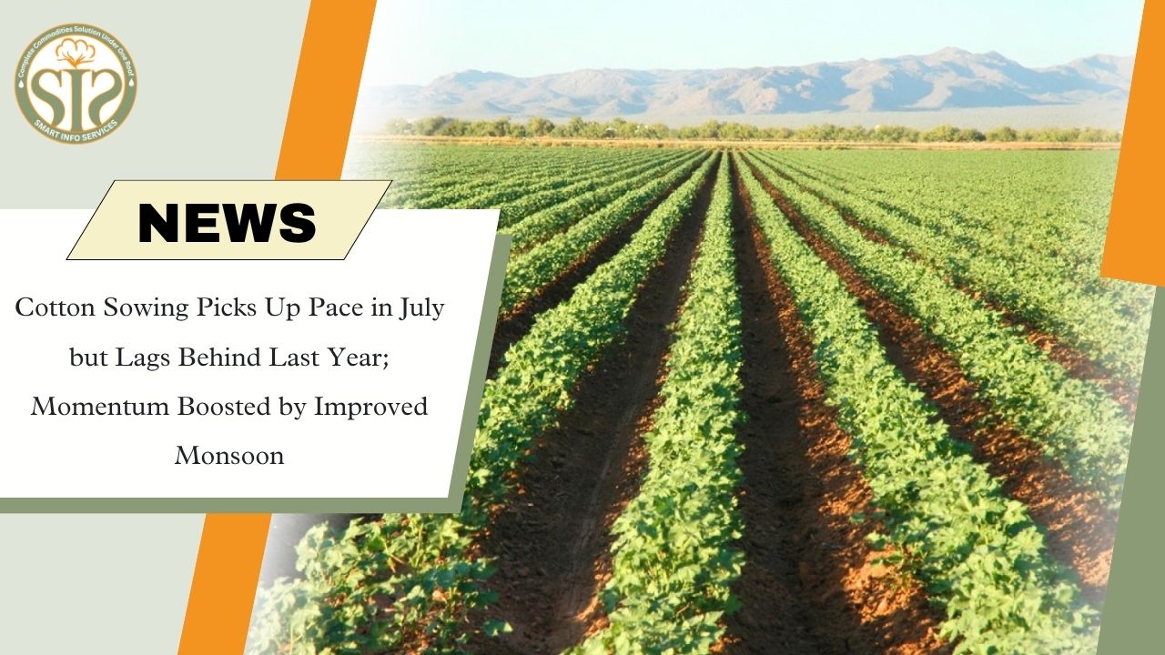 Cotton Sowing Gains Momentum in July, Still Behind Last Year Despite Better Monsoon