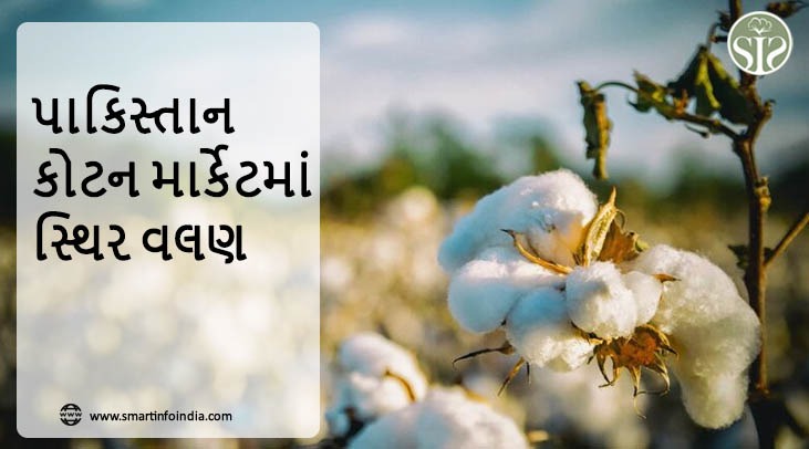 પાકિસ્તાન કોટન માર્કેટમાં સ્થિર વલણ
