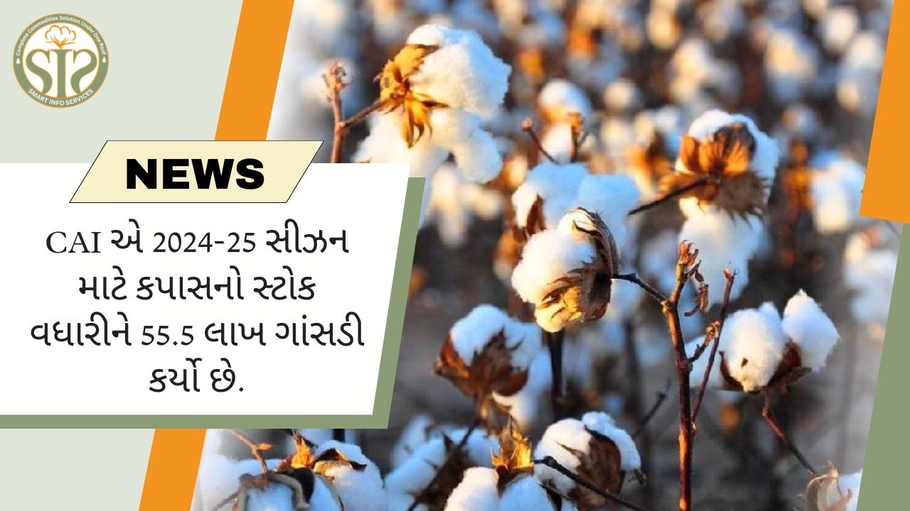 CAI એ કપાસનો સ્ટોક વધારીને 55.5 લાખ ગાંસડી કર્યો