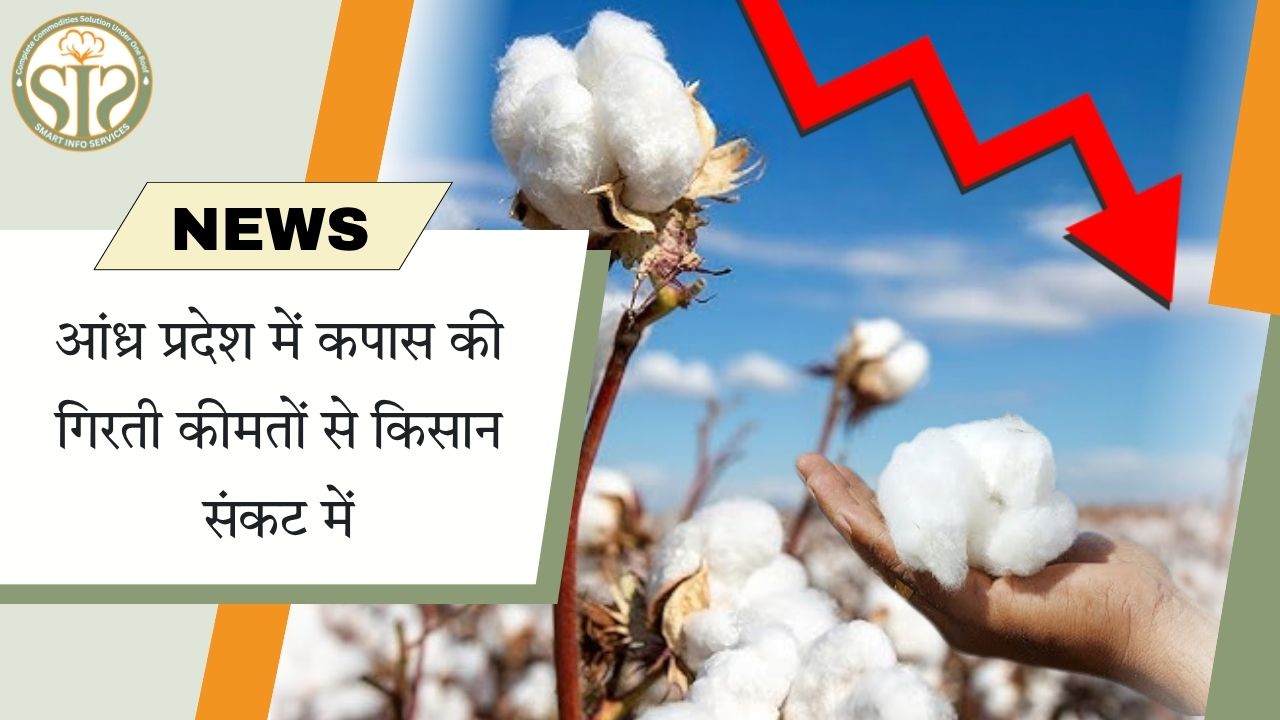 आंध्र प्रदेश में कपास के दाम गिरने से किसान संकट में