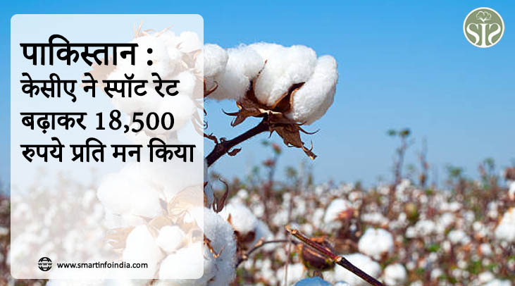 पाकिस्तान : केसीए ने स्पॉट रेट बढ़ाकर 18,500 रुपये प्रति मन किया