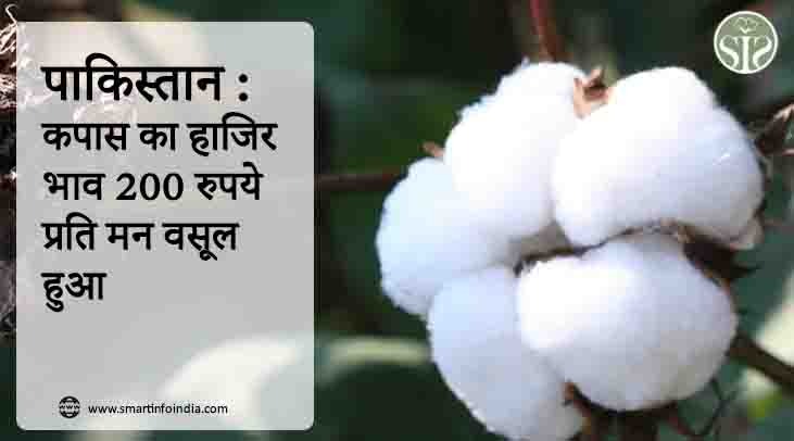 पाकिस्तान : कपास का हाजिर भाव 200 रुपये प्रति मन वसूल हुआ