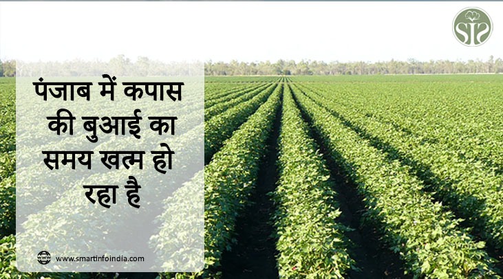 Cotton sowing time is running out in Punjab