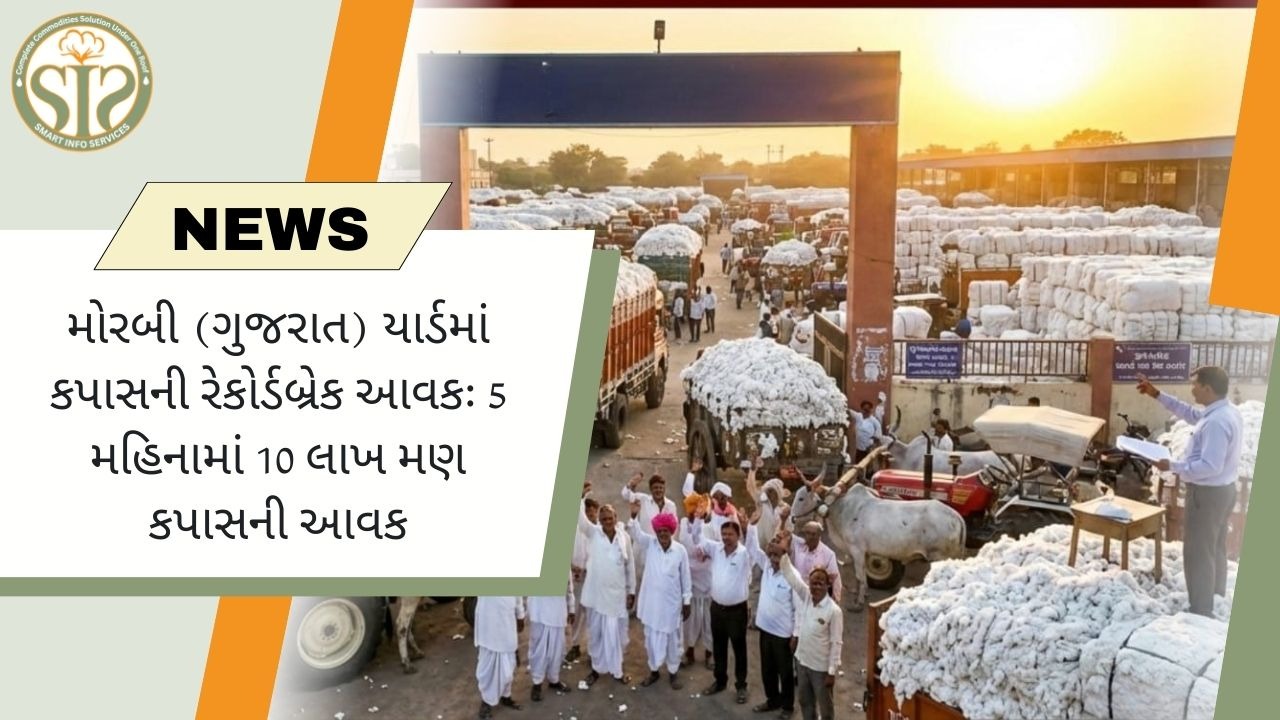 મોરબીમાં કપાસની આવકે રેકોર્ડ તોડ્યો