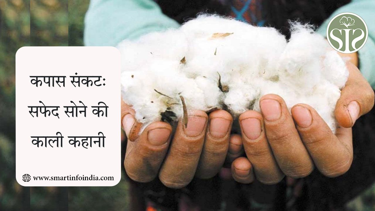कपास संकट: सफेद सोने की काली कहानी
