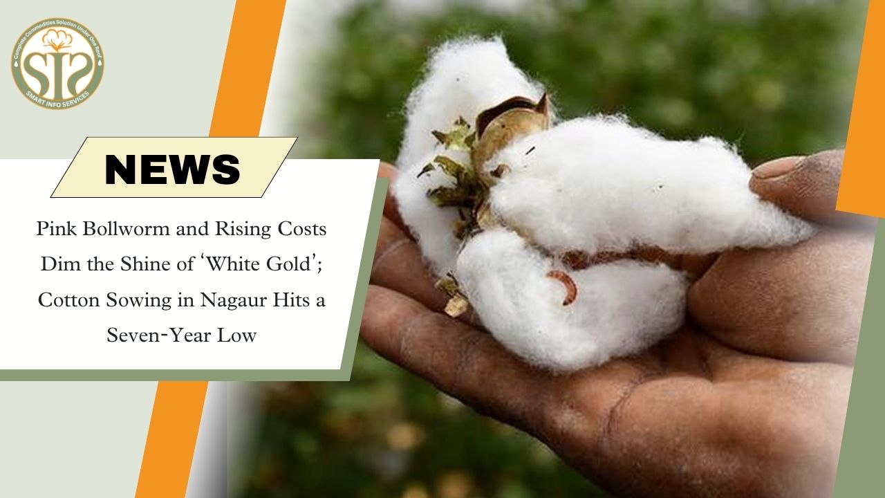 Nagaur Cotton Sowing Hits 7-Year Low