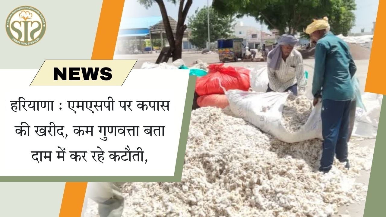 हरियाणा : एमएसपी पर कपास की खरीद, कम गुणवत्ता बता दाम में कर रहे कटौती,