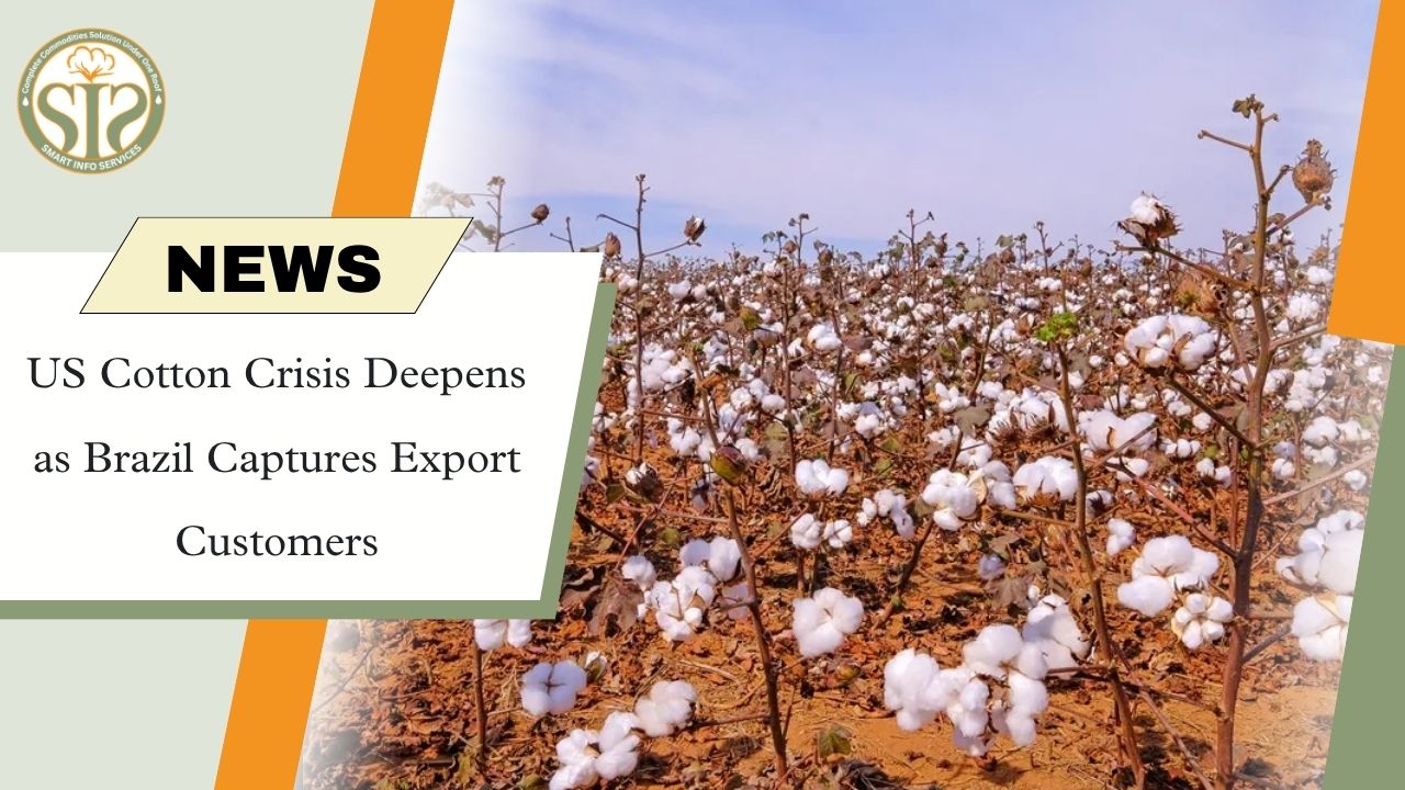 US Cotton Crisis Deepens as Brazil Overtakes Export Market