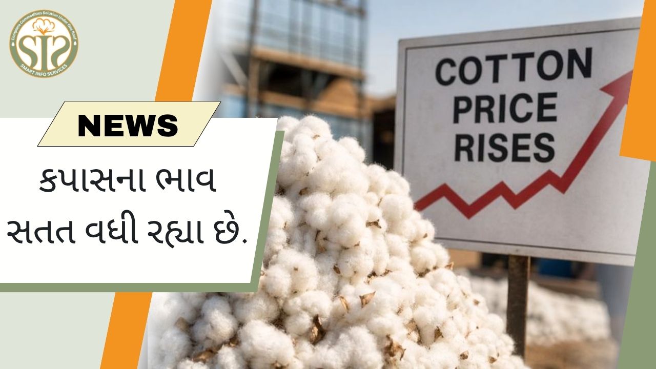 કપાસના ભાવમાં સતત વધારો બજાર પર દબાણ વધારે છે.