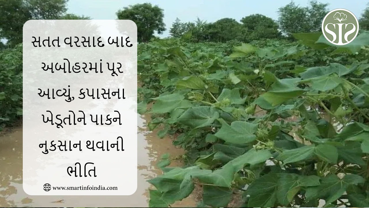 સતત વરસાદ બાદ અબોહરમાં પૂર, કપાસના ખેડૂતોના પાકને નુકશાન થવાની ભીતિ