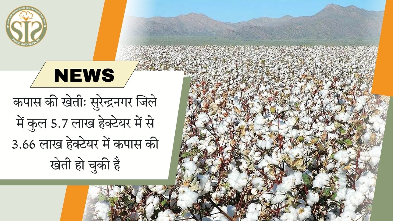 सुरेन्द्रनगर: 5.7 लाख में से 3.66 लाख हेक्टेयर में कपास की खेती पूरी