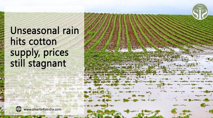 Unseasonal rain hits cotton supply, prices still stagnant