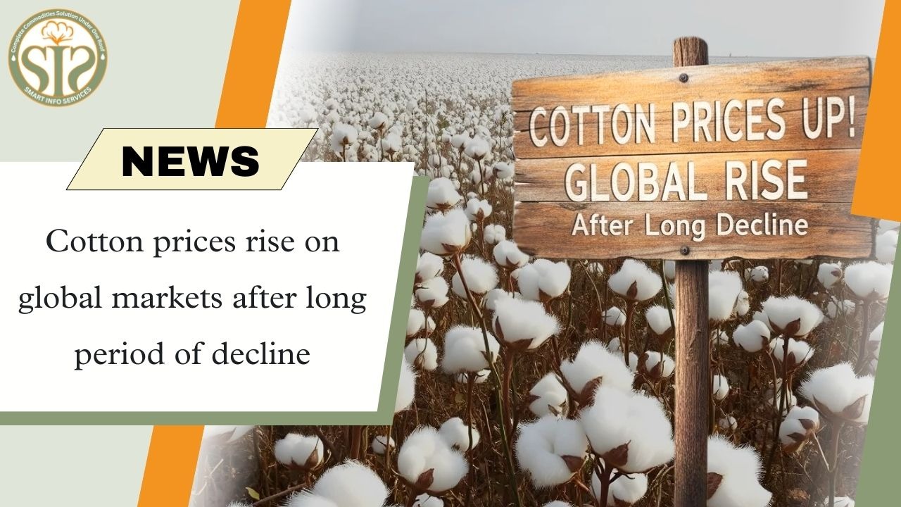 Cotton prices surge in the global market.