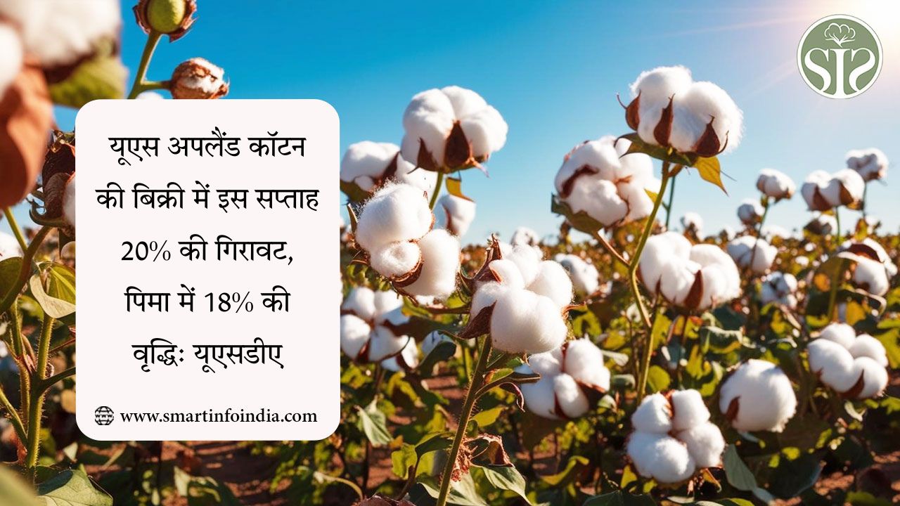 यूएस अपलैंड कॉटन की बिक्री में इस सप्ताह 20% की गिरावट, पिमा में 18% की वृद्धि: यूएसडीए